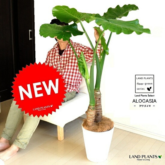 楽天市場】クワズイモ（出世芋） 10号 白色 セラアート 鉢植え フロア