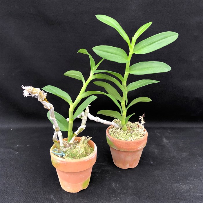 楽天市場】洋ラン【開花見込株】デンドロビウム パリシー セミアルバ