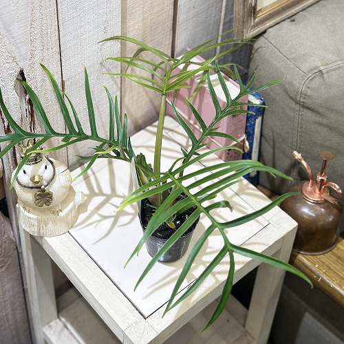 楽天市場】観葉植物 フィロデンドロン トータム 2.5号(個体おまかせ1鉢