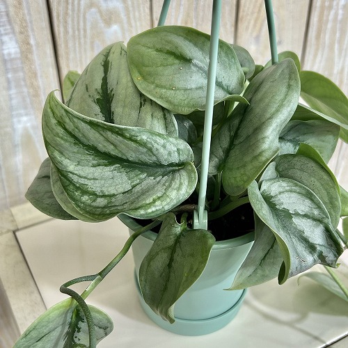 楽天市場】スキンダプサス（花・ガーデン・DIY）の通販