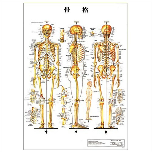 楽天市場】(検査)医道の日本社 人体解剖学チャート骨格筋 ポスター 3枚