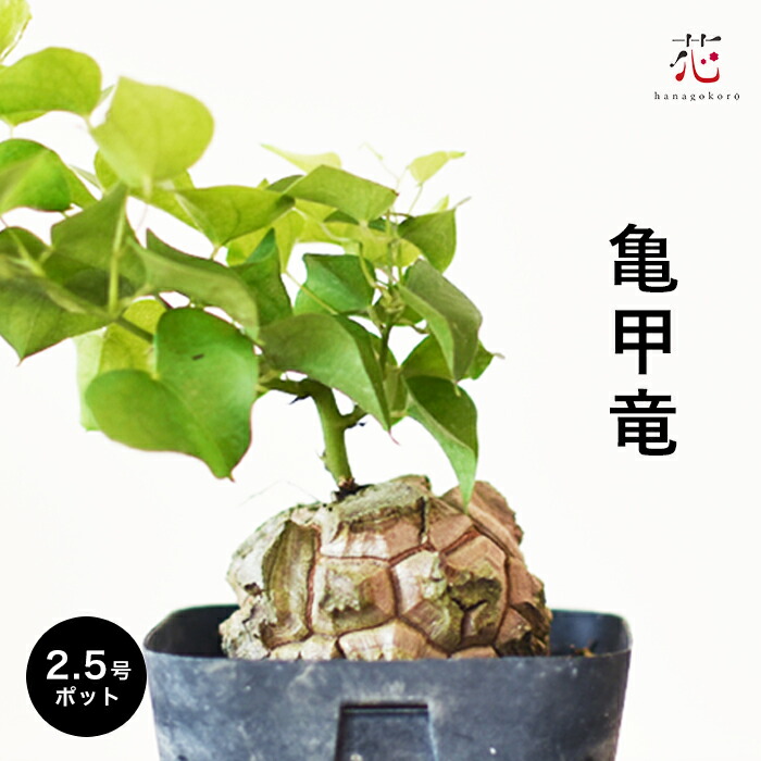 観葉植物 亀甲竜」の人気商品一覧 | 安い商品を通販サイトから探す
