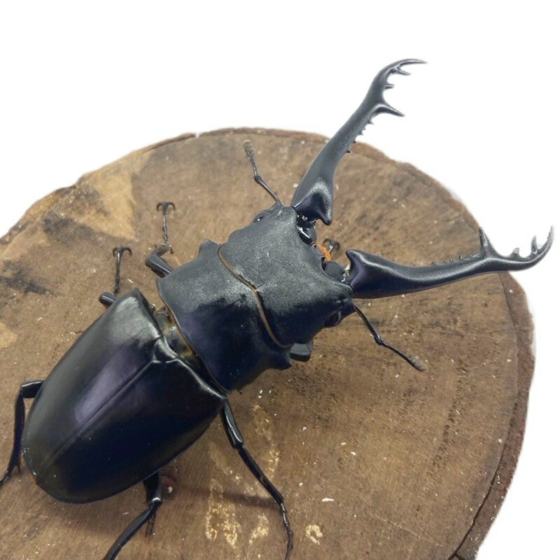 楽天市場】ギラファノコギリクワガタ オス 【フローレス島産】 【亜種