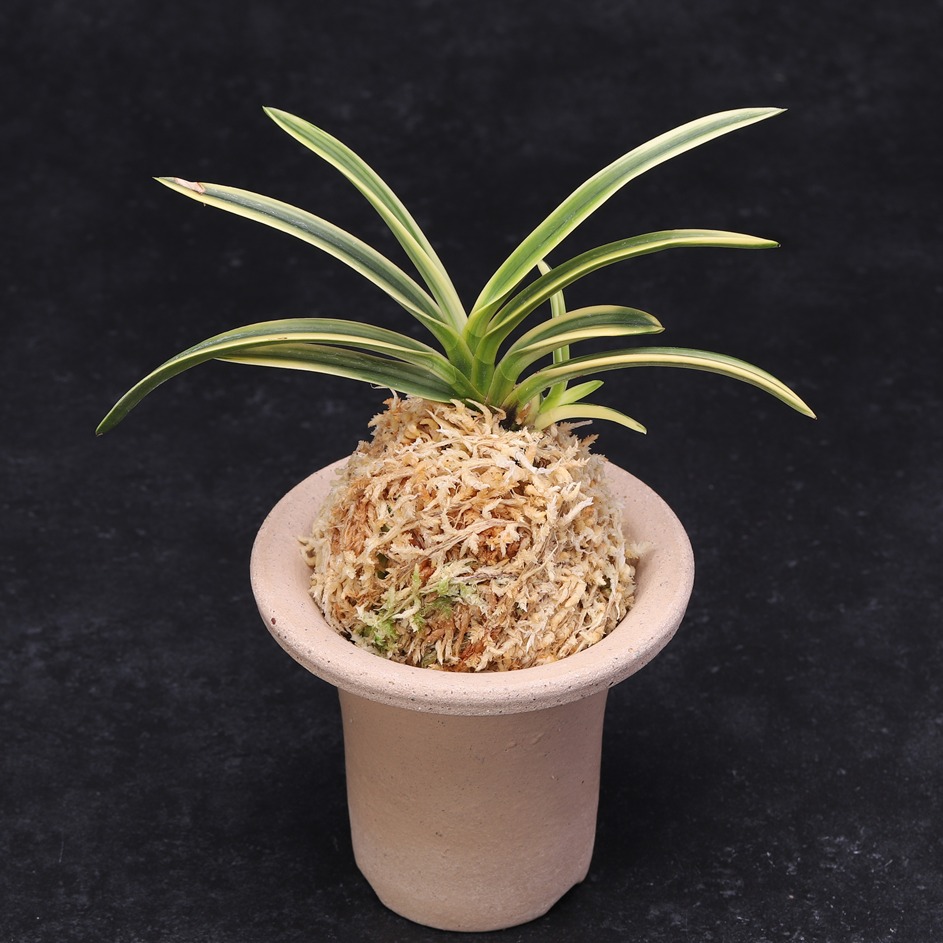 楽天市場】 富貴蘭 : フェニックスガーデン