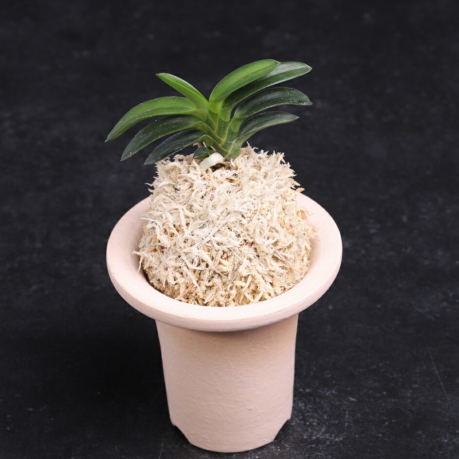 楽天市場】富貴蘭 翠華殿 ルビー根 【送料無料】 : フェニックスガーデン