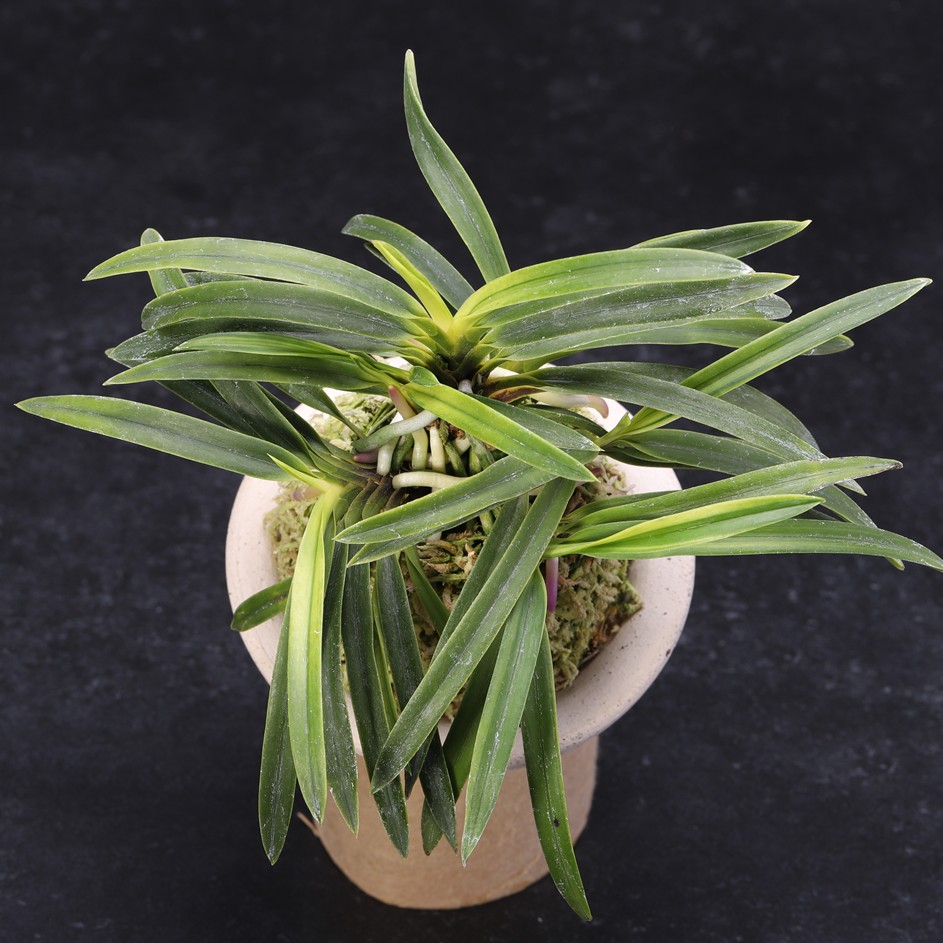 楽天市場】富貴蘭 貴牡丹 : フェニックスガーデン