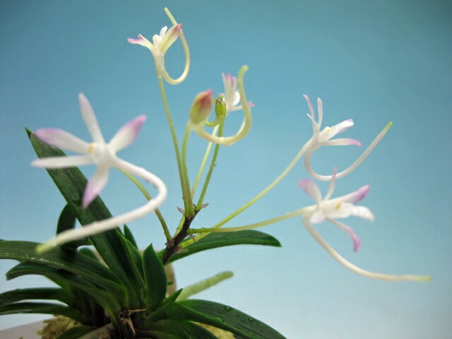 楽天市場】富貴蘭 フウラン 花物 轡虫 : フェニックスガーデン