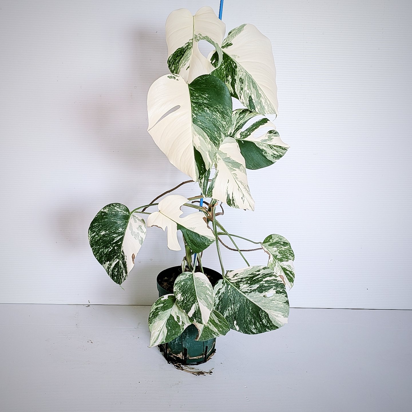 モンステラ ホワイトタイガー」の人気商品一覧 | 安い商品を通販サイト