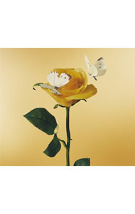 楽天市場】あいみょん アルバム おいしいパスタの通販