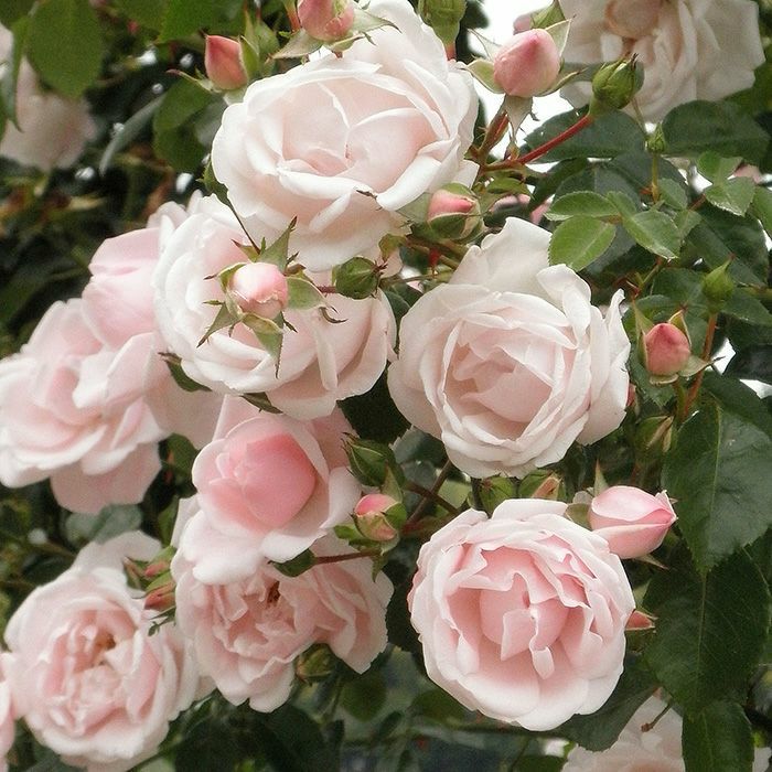 楽天市場】[訳あり] バラ苗 【ニュードーン】 (アウトレット苗) つる