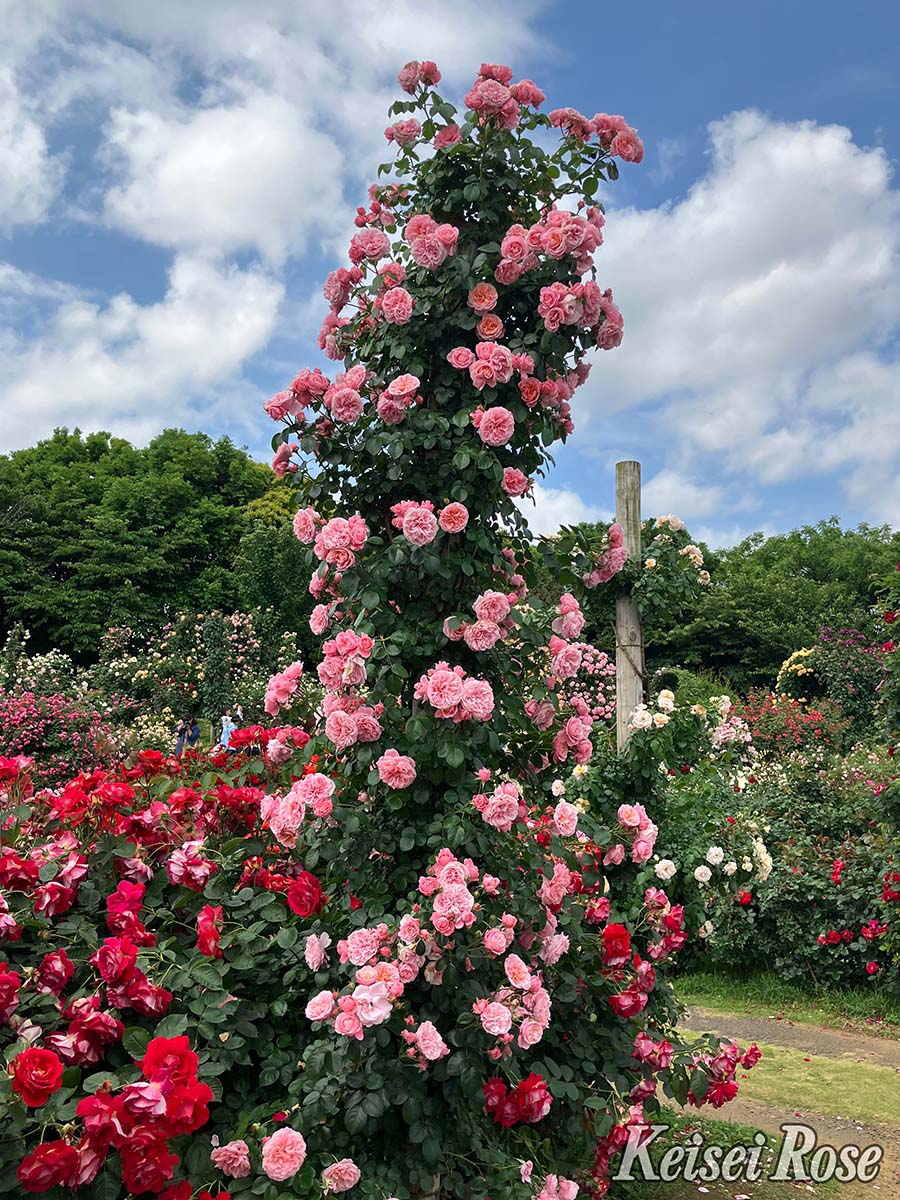 楽天市場】バラ苗 【桜衣 (さくらごろも)】 (大苗) つるバラ 返り咲き