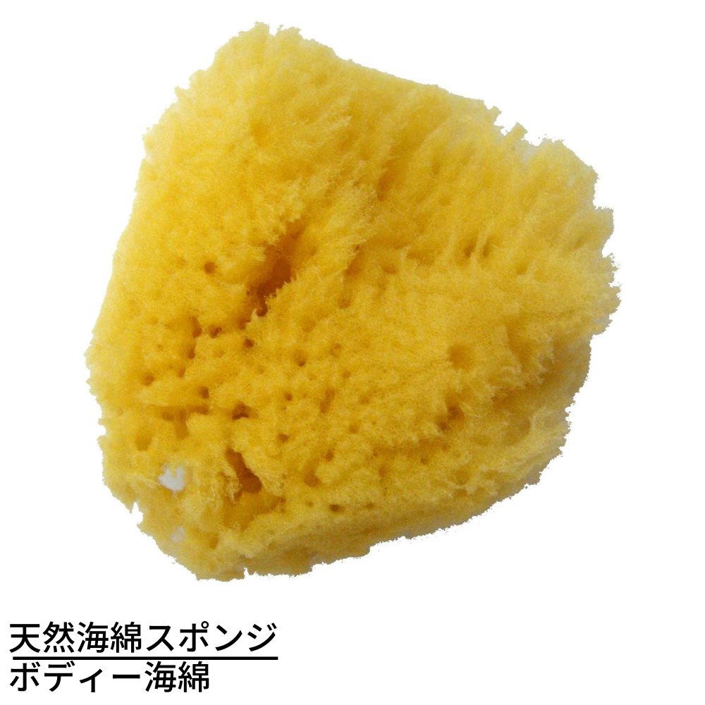 楽天市場】天然海綿スポンジ システィーナ ボディー海綿 | 天然海綿 高