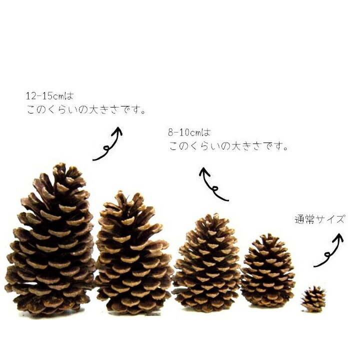 楽天市場】10〜12cm程度□巨大 国産 松ぼっくり/まつぼっくり1個