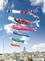 楽天市場】黄金兜鯉の通販