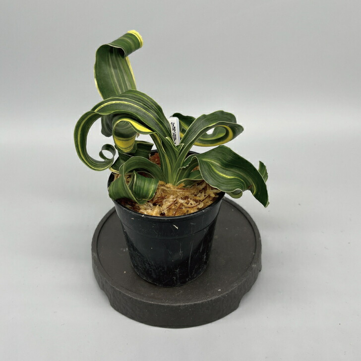 万年青 四君子 縞覆輪 獅子系 おもと 最高位貴品 楽天市場】◇獅子万年青