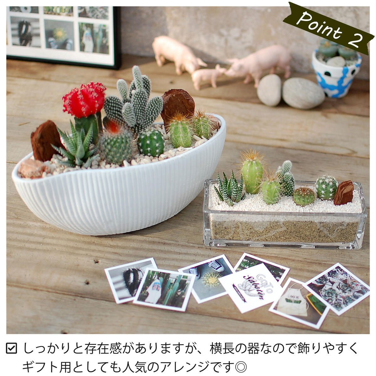 楽天市場】【存在感ある寄せ植え】6種のサボテン寄せ植え 舟形POT M