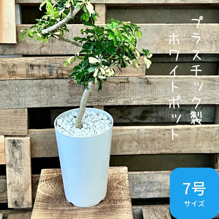 楽天市場】【土日限定ポイント2倍】☆現品新品☆おしゃれ シェフレラ