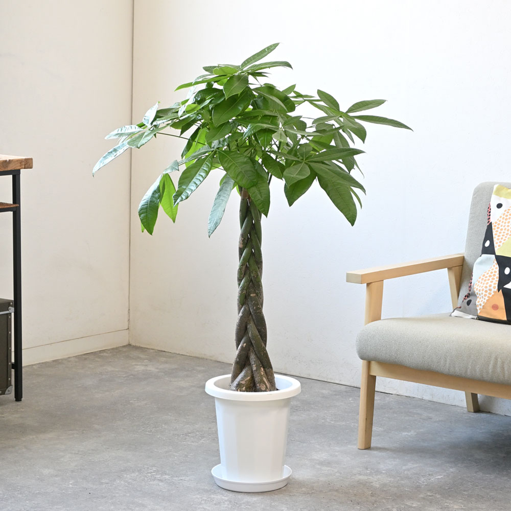 楽天市場】【土日限定ポイント2倍】パキラ 8号鉢 観葉植物 大型 鉢