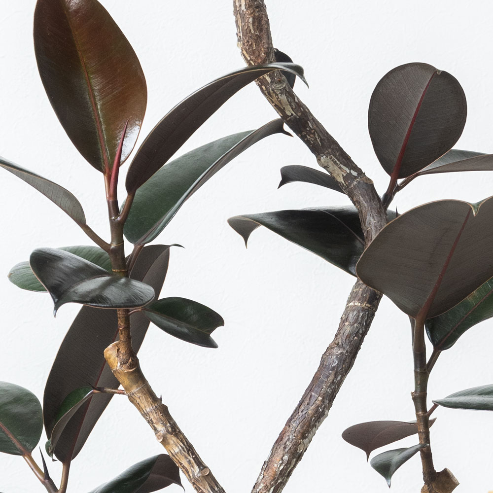 楽天市場】観葉植物 フィカス・バーガンディ 7号鉢 大型 曲がり樹形