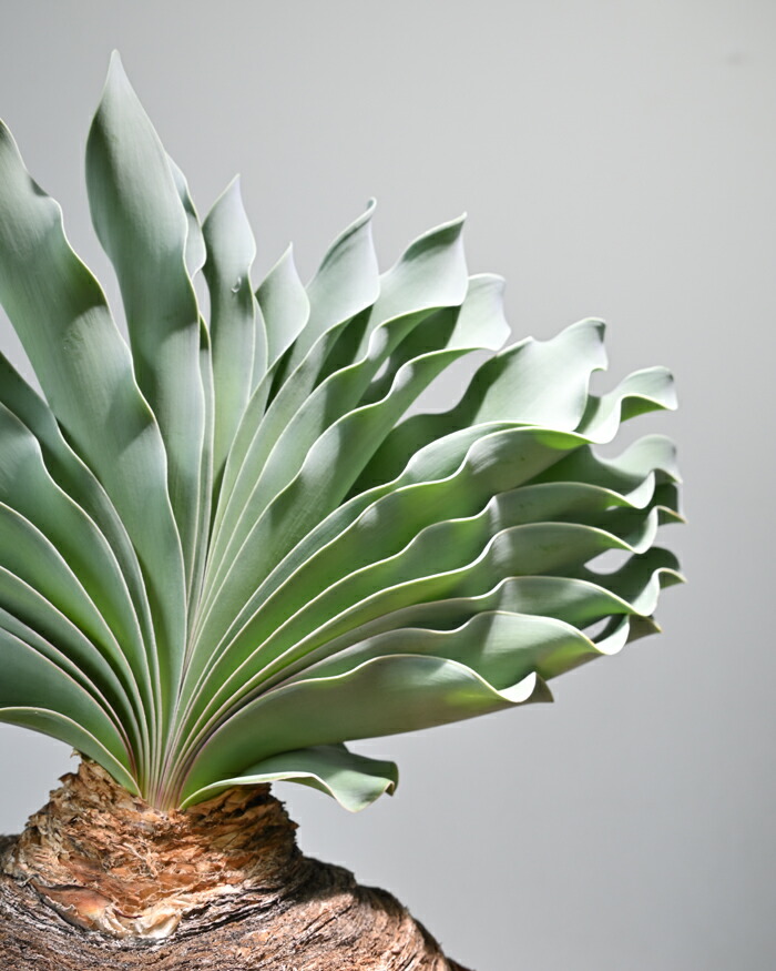 楽天市場】【土日限定ポイント2倍】観葉植物 本物 現品 希少