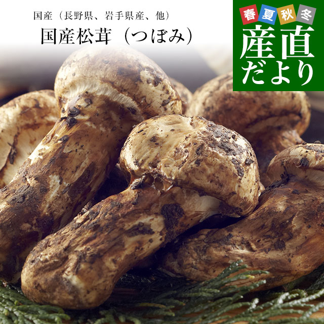 楽天市場】国産松茸（つぼみ）300g前後（4本から12本前後） 送料無料