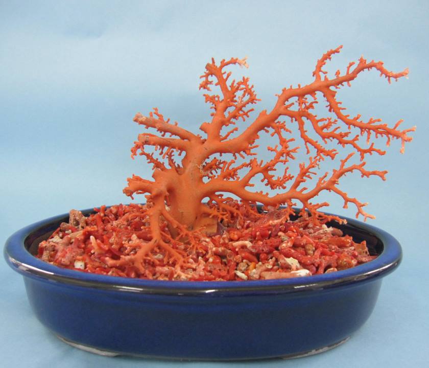 楽天市場】日本・高知沖産赤珊瑚の拝見 原木 家宝 置物 飾り 盆栽風