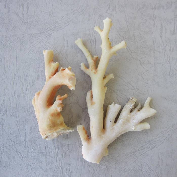 楽天市場】高知沖産白珊瑚の原木 （2個セット・165g）天然コーラル
