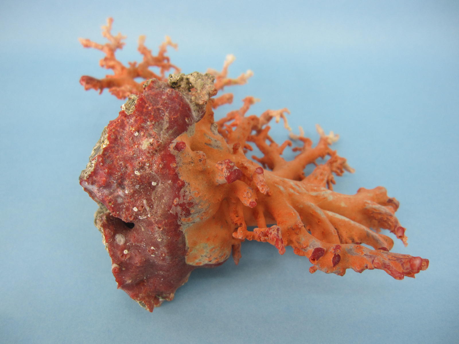 楽天市場】日本 高知沖産血赤珊瑚 原木 拝見 家宝 置物 飾り 盆栽風