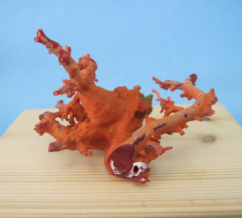 楽天市場】 原木拝見 : 珊瑚職人館ー土佐