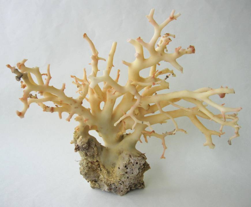 楽天市場】 原木拝見 : 珊瑚職人館ー土佐