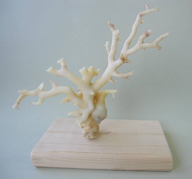 楽天市場】 原木拝見 : 珊瑚職人館ー土佐