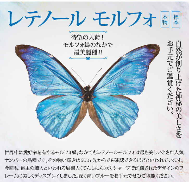 楽天市場】蝶の標本コレクション 「レテノールモルフォ」 : 仏像・掛軸