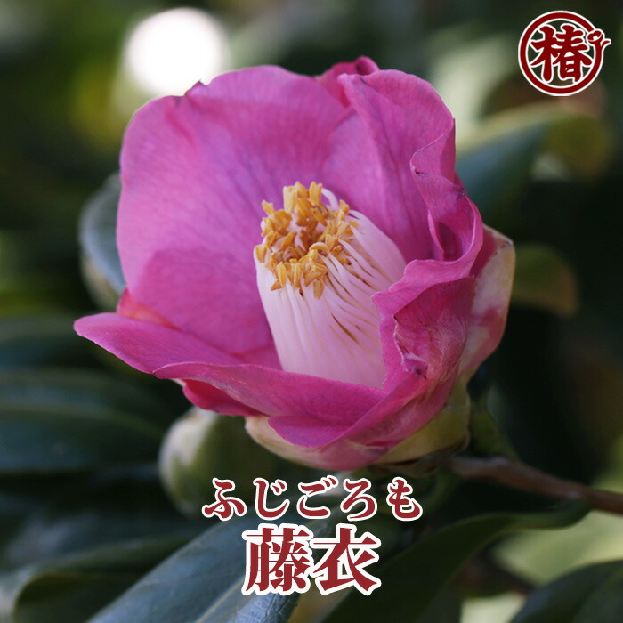 楽天市場】藤衣・ふじごろも15cmポット挿木苗・桃紫色～藤色を帯びる