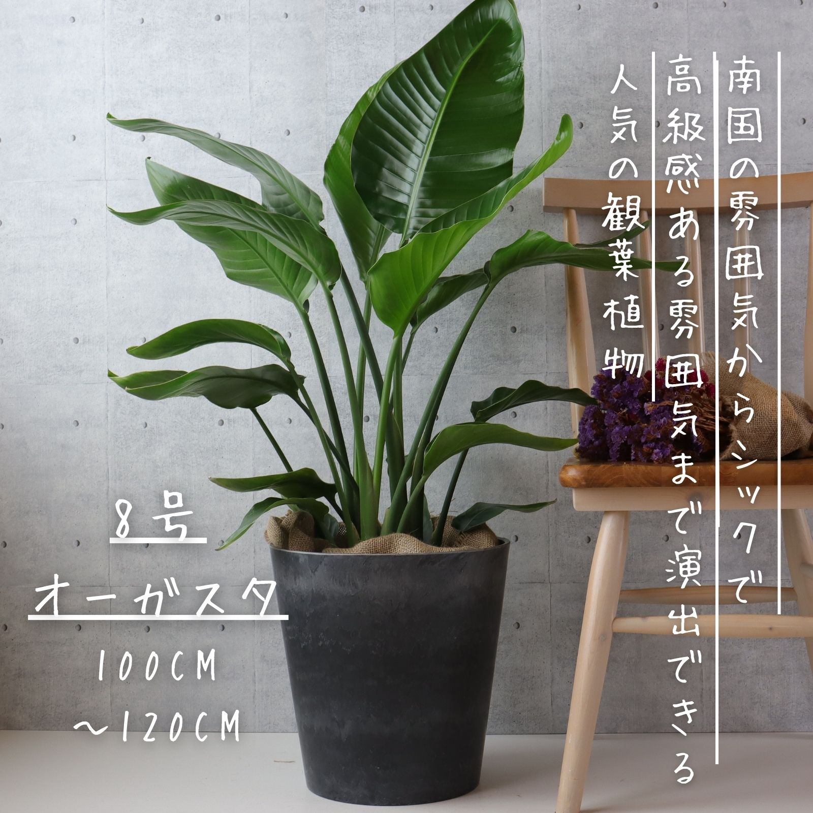 楽天市場】オーガスタ 観葉植物 ストレリチア オーガスタ 8号 7号