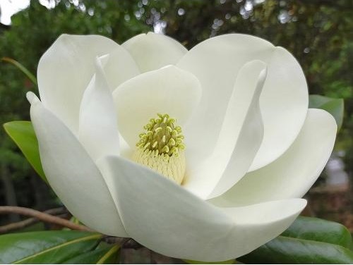 楽天市場】タイサンボク ケイパレス 苗木 3.5号ポット 挿し木苗 苗木