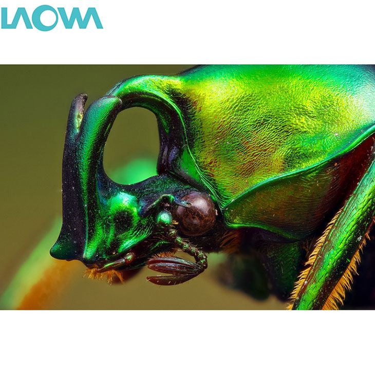 楽天市場】【送料無料】 LAOWA 25mm F2.8 2.5-5X ULTRA MACRO ニコン Z