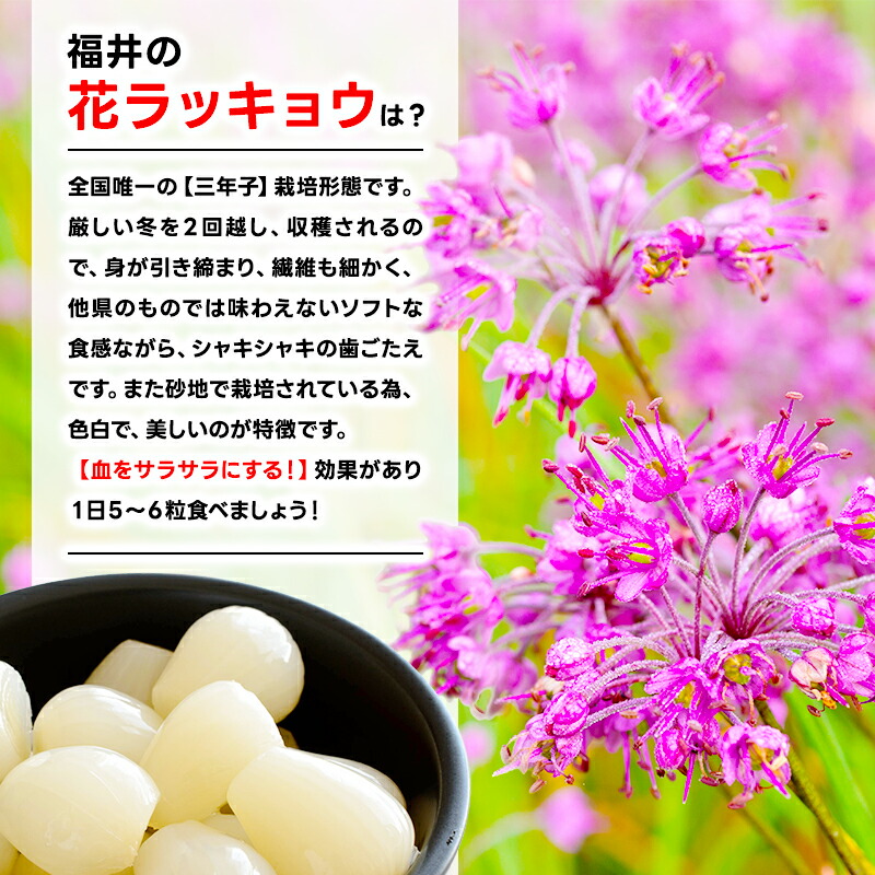楽天市場】【三年子花らっきょうセット30袋～40袋入り】福井県特産 お
