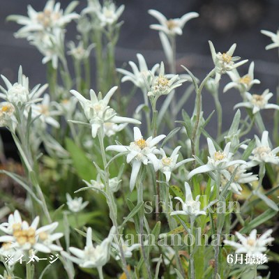 楽天市場】エーデルワイス 9cmポット苗 耐寒性多年草/新商品/※2/27