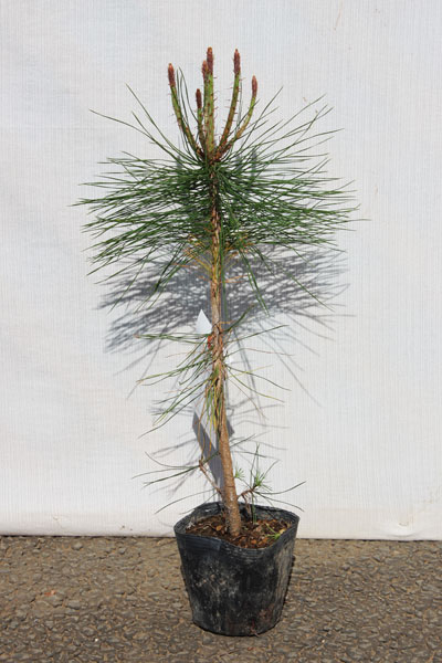 楽天市場】【3本セット】「アカマツ（赤松）」 苗木 0.3m程度