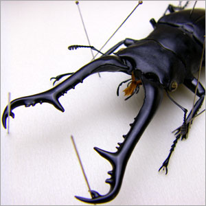 楽天市場】昆虫標本 ギラファノコギリクワガタ 桐箱20.5×15.5cm : ソプラノ