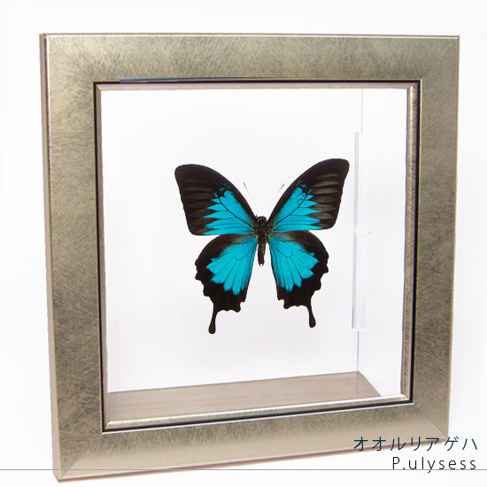楽天市場】標本 オオルリアゲハの通販