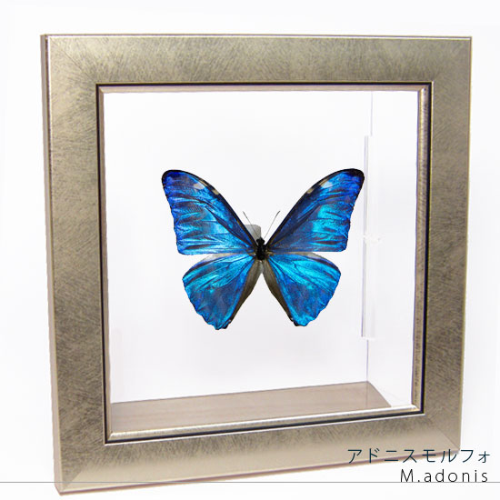 楽天市場】昆虫標本 蝶の標本 アドニスモルフォ メタリック調ライト