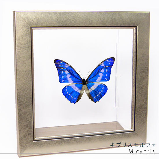 楽天市場】昆虫標本 蝶の標本 キプリスモルフォ メタリック調ライト
