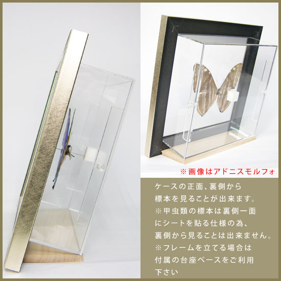 楽天市場】昆虫標本 蝶の標本 エガモルフォ メタリック調ライト