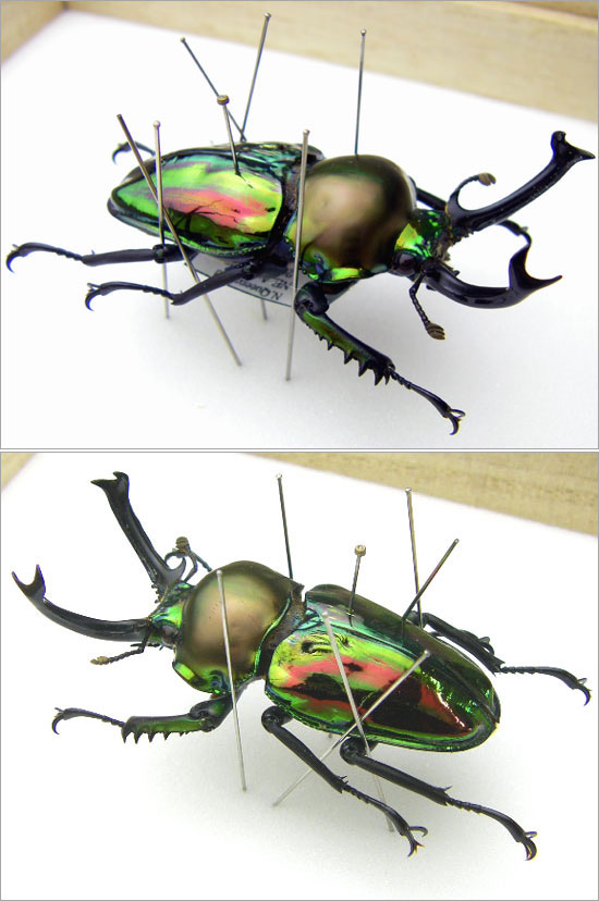 楽天市場】昆虫標本 ニジイロクワガタ 桐箱20.5×15.5cm : ソプラノ