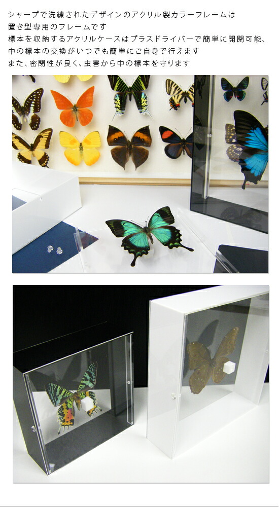 楽天市場】昆虫標本 蝶の標本 ポルティスモルフォ アクリルフレーム