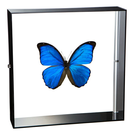 楽天市場】昆虫標本 蝶の標本 メネラウスモルフォ アクリルフレーム