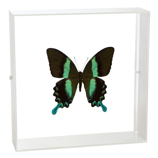 楽天市場】標本 オオルリアゲハの通販