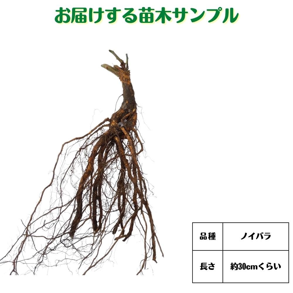 楽天市場】《国産Aグレード品 バラ切り接ぎ用台木》 【5本】【10本