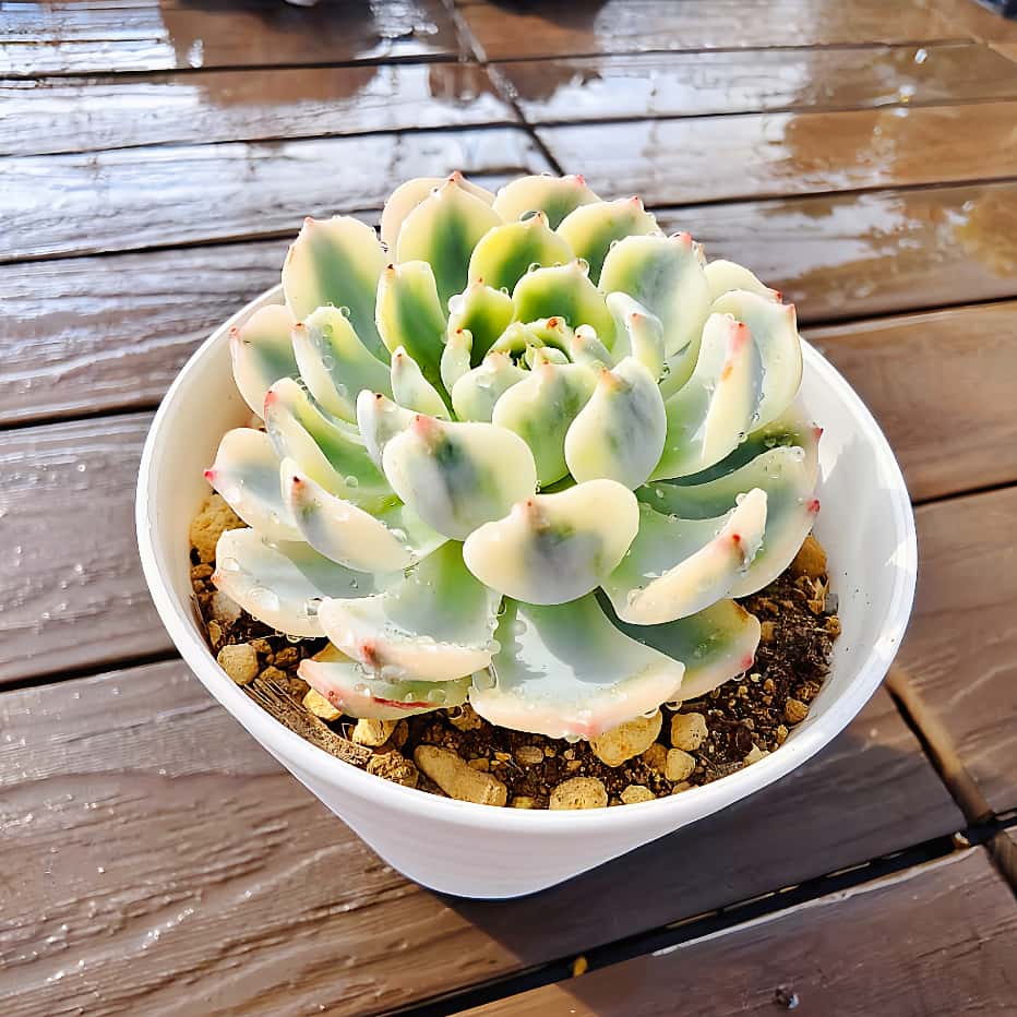 楽天市場】農園直売 多肉植物 寄せ植え エケベリア属 ミニマ錦（単